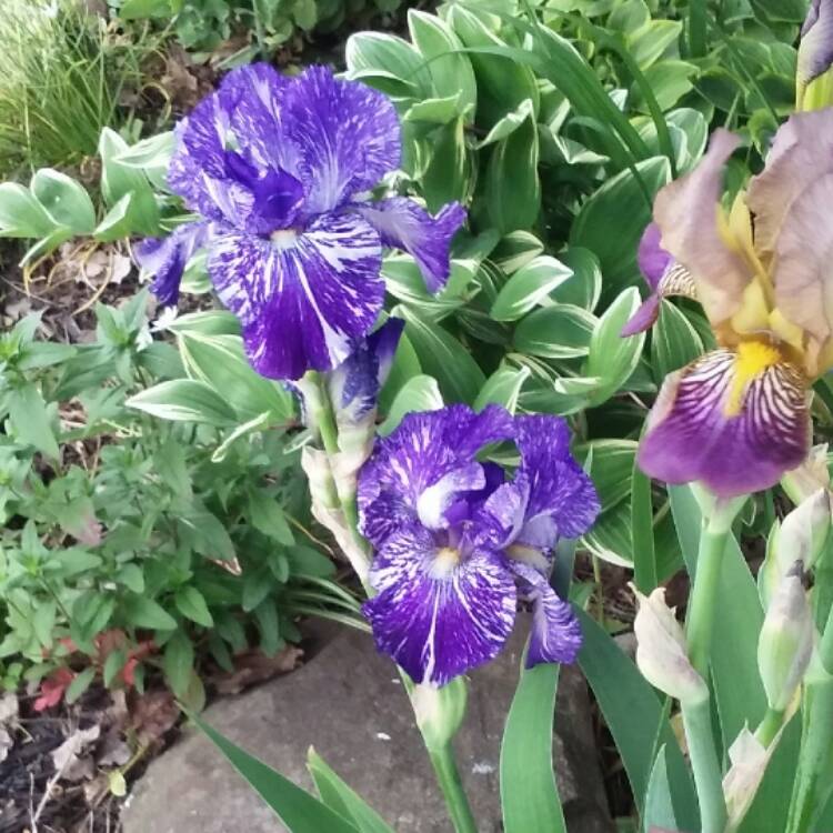 plant image 457586