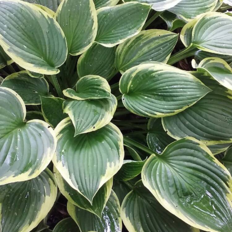 plant image 468577