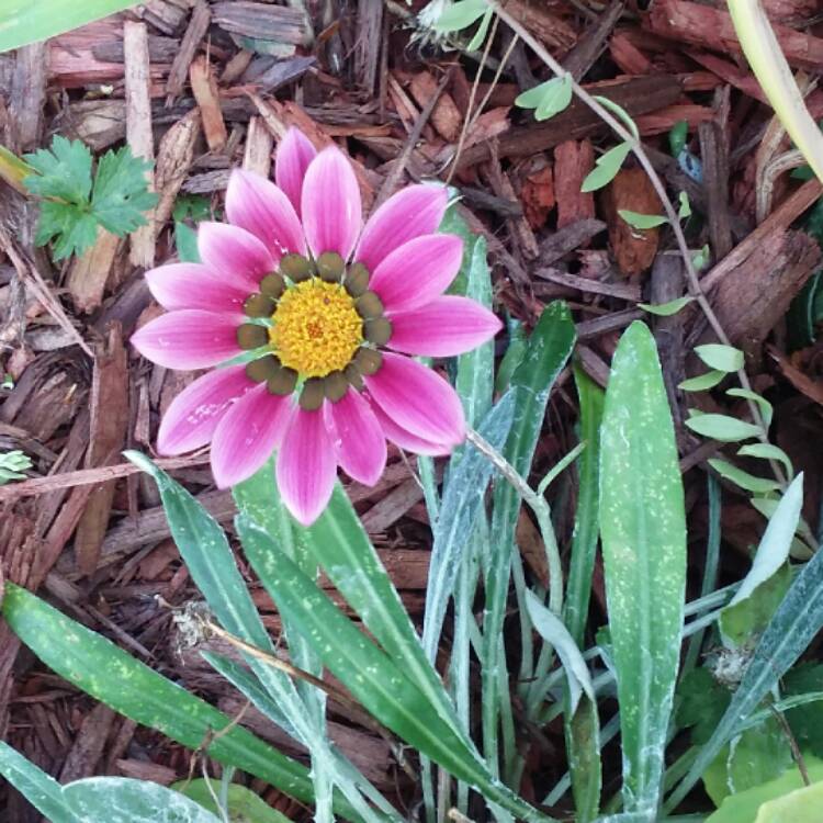plant image 523551