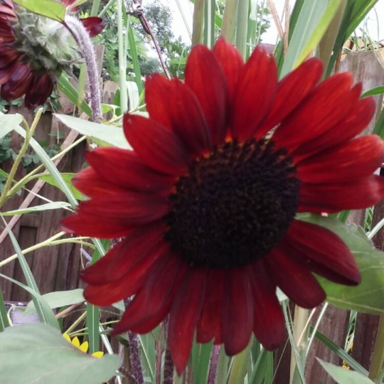 Plant image Helianthus annuus 'Crimson Queen'