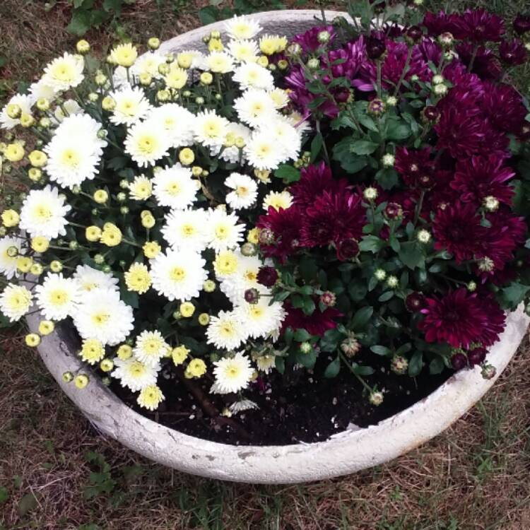 plant image 538407