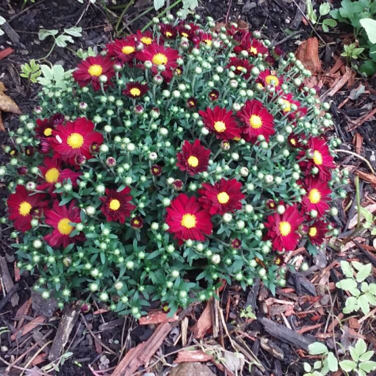 plant image 538409