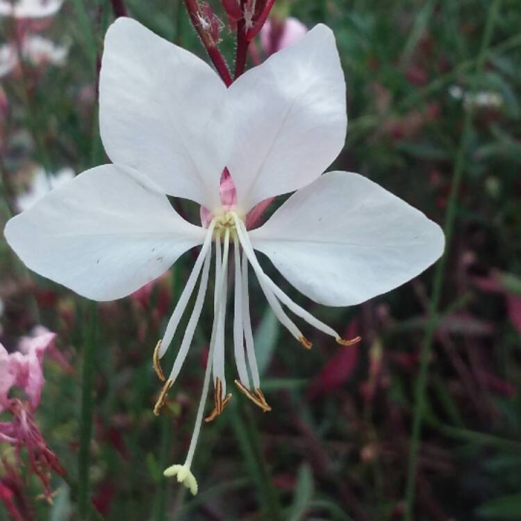 plant image 542650 plant image 542650