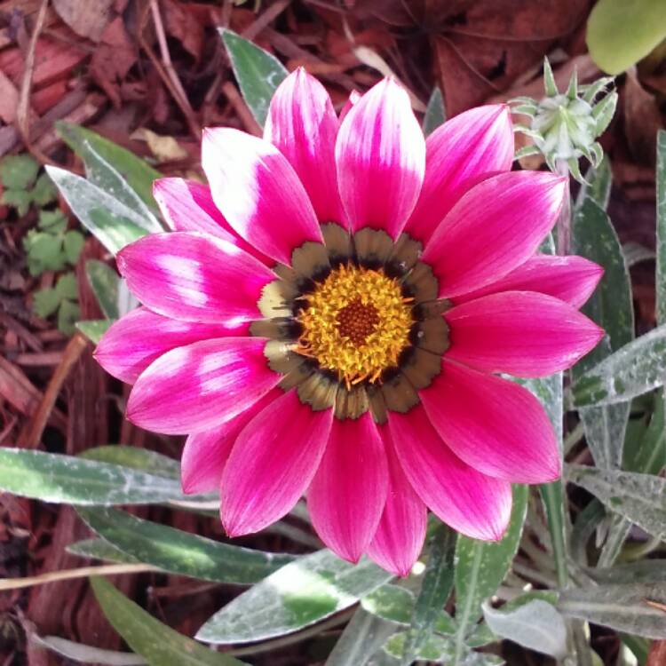 plant image 558968