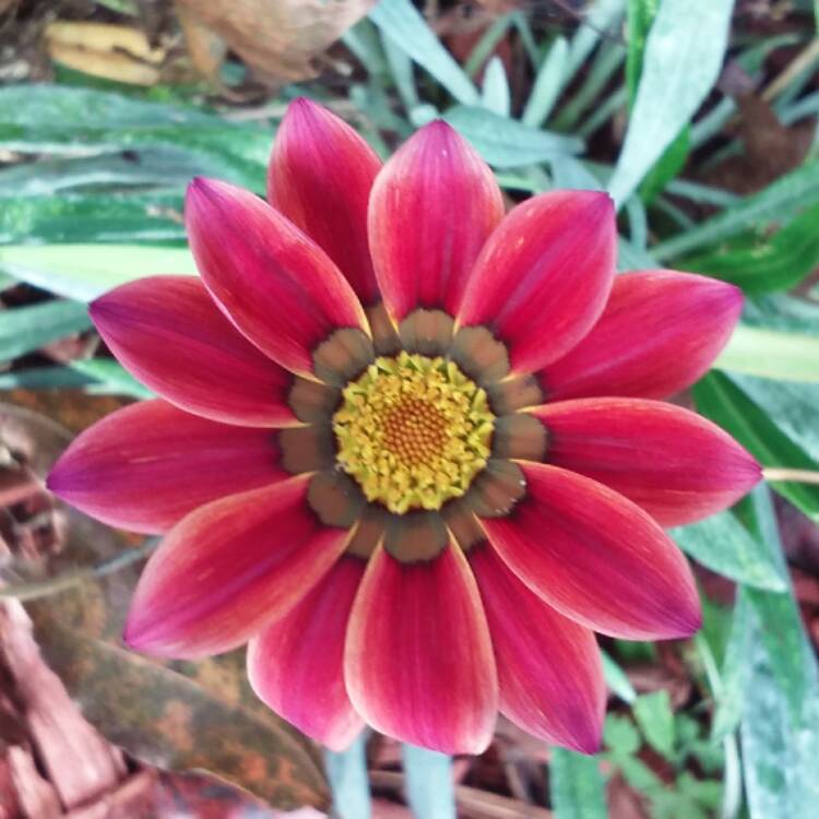 Plant image Gazania 'Tiger Stripes Mixed'