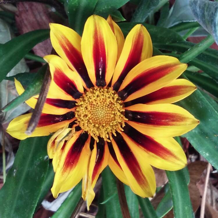 Plant image Gazania rigens Big Kiss 'Yellow Flame'