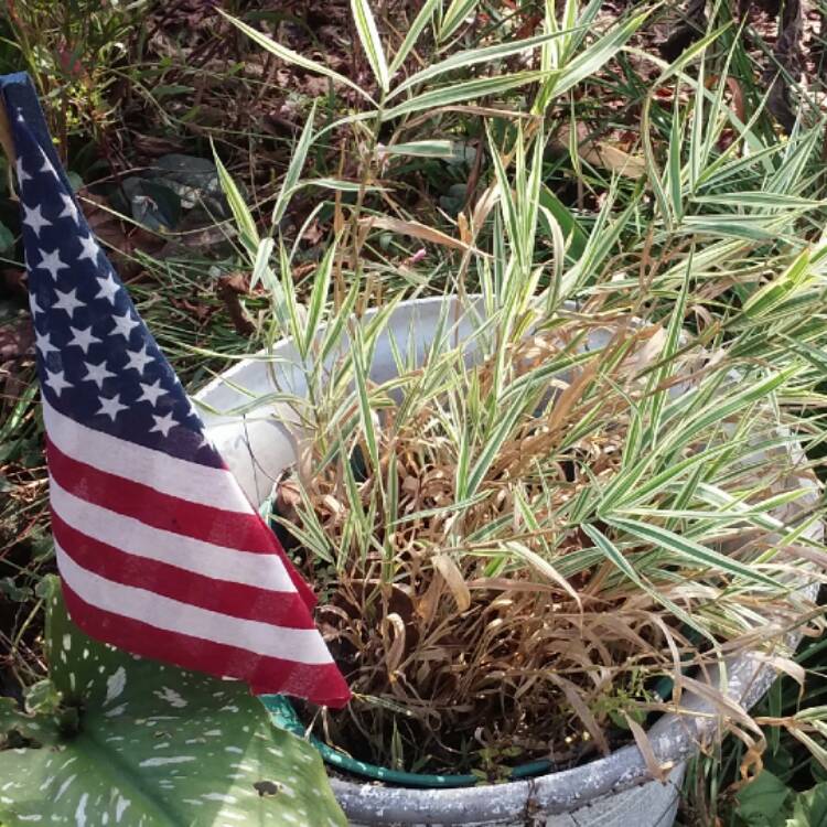 Plant image Glyceria maxima 'Variegata'