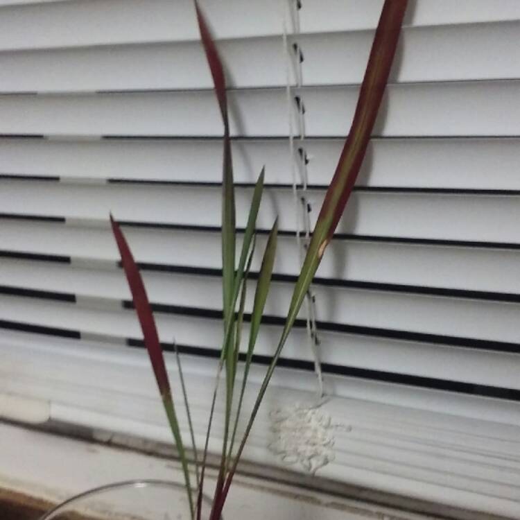 plant image 566294