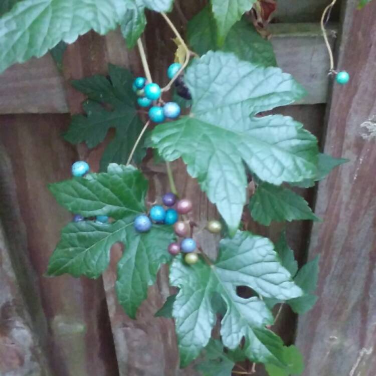 plant image 575666 plant image 575666