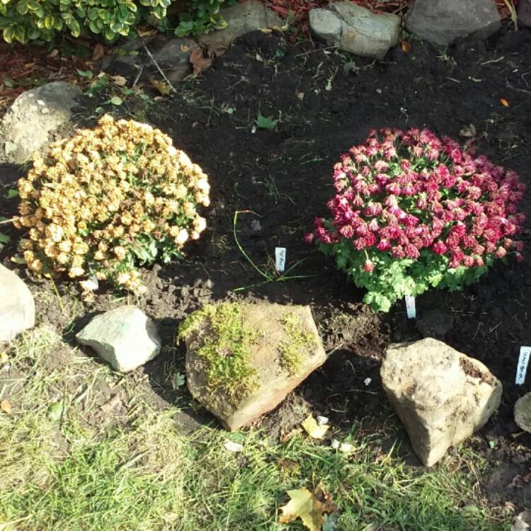 plant image 579101