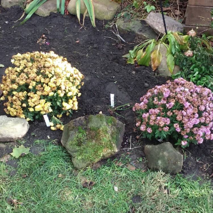 plant image 579102