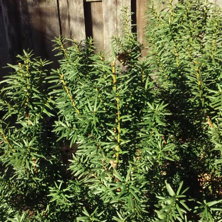 Plant image Taxus baccata
