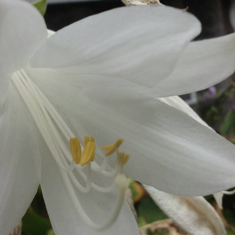 plant image 596153