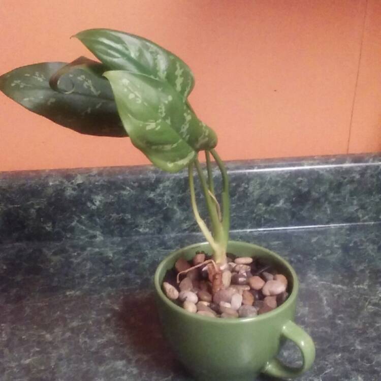 plant image 596776