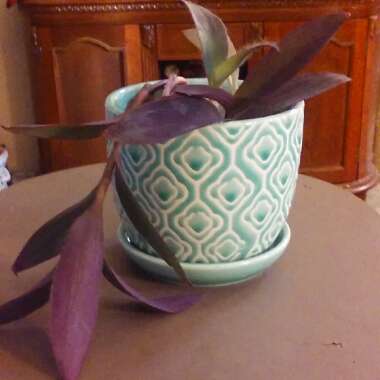 Tradescantia pallida 'Purpurea' syn. Tradescantia pallida 'Purple Heart'