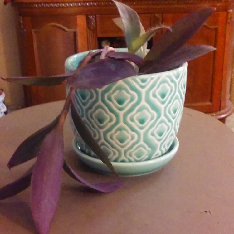 Plant image Tradescantia pallida 'Purpurea' syn. Tradescantia pallida 'Purple Heart'