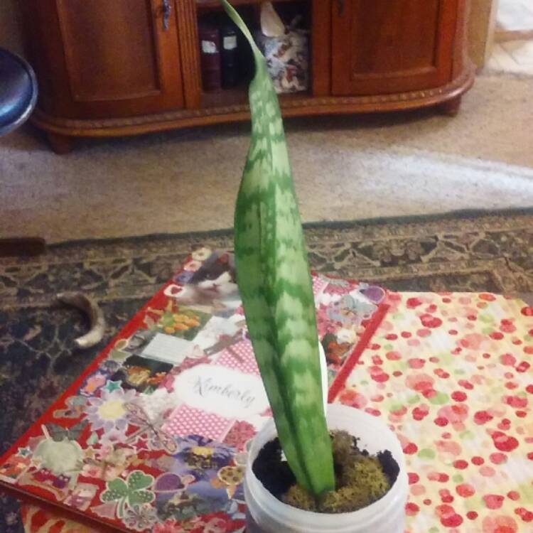 plant image 606309