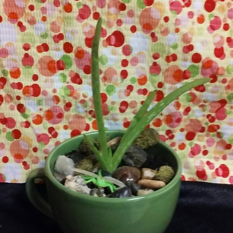 plant image 611210