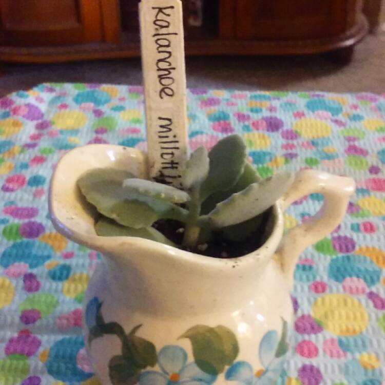 Plant image Kalanchoe millottii
