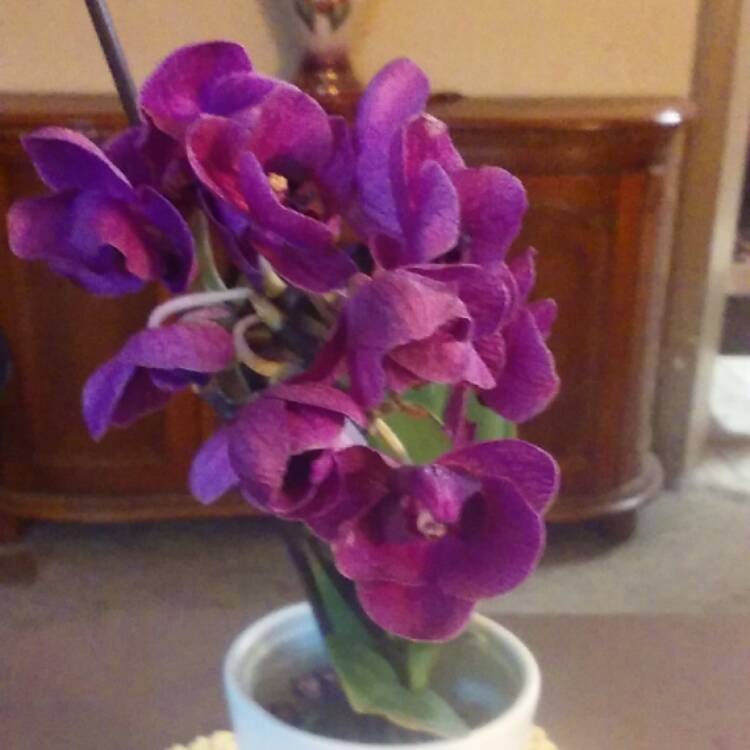 plant image 620891