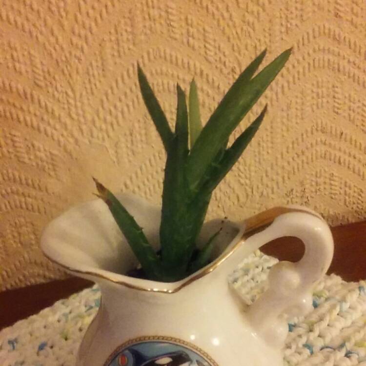 plant image 620925