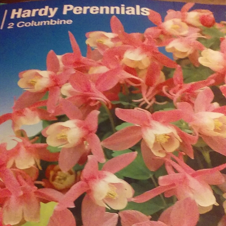plant image 632240