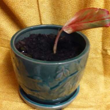 Aglaonema 'Siam'