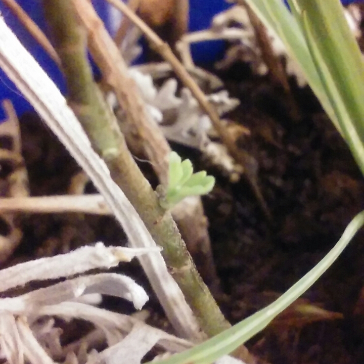 plant image 637879