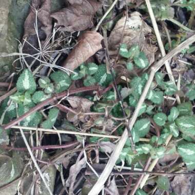 Lamium maculatum