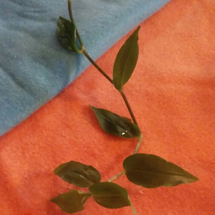 plant image 647191