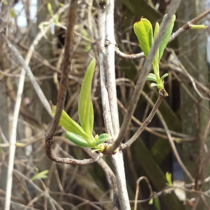 plant image 656100