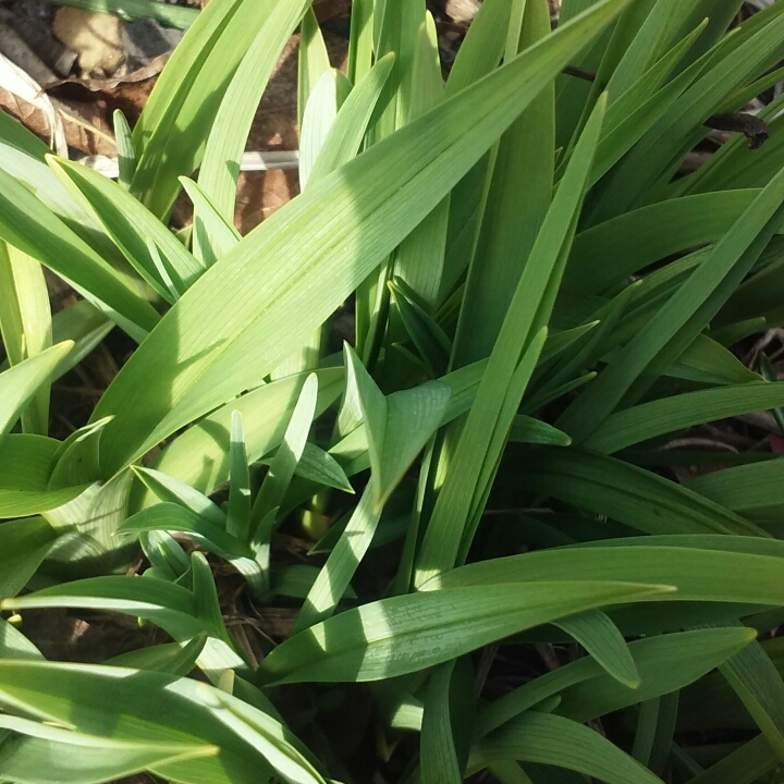 plant image 656259 plant image 656259