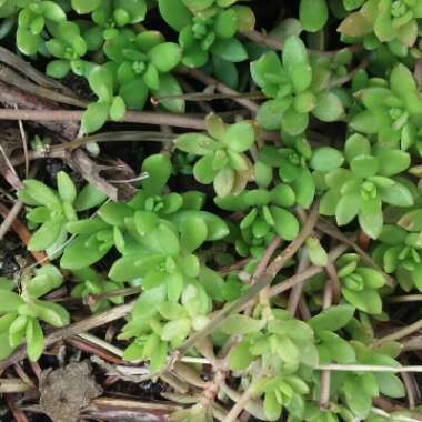 Sedum spurium 'Green Mound'
