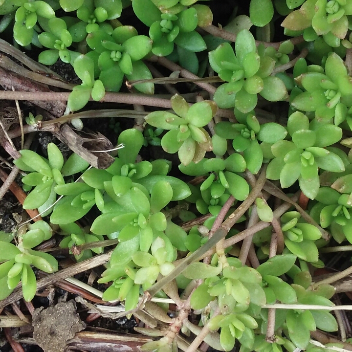 plant image 656280
