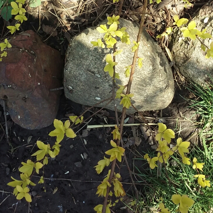 Plant image Spiraea japonica 'Candlelight'