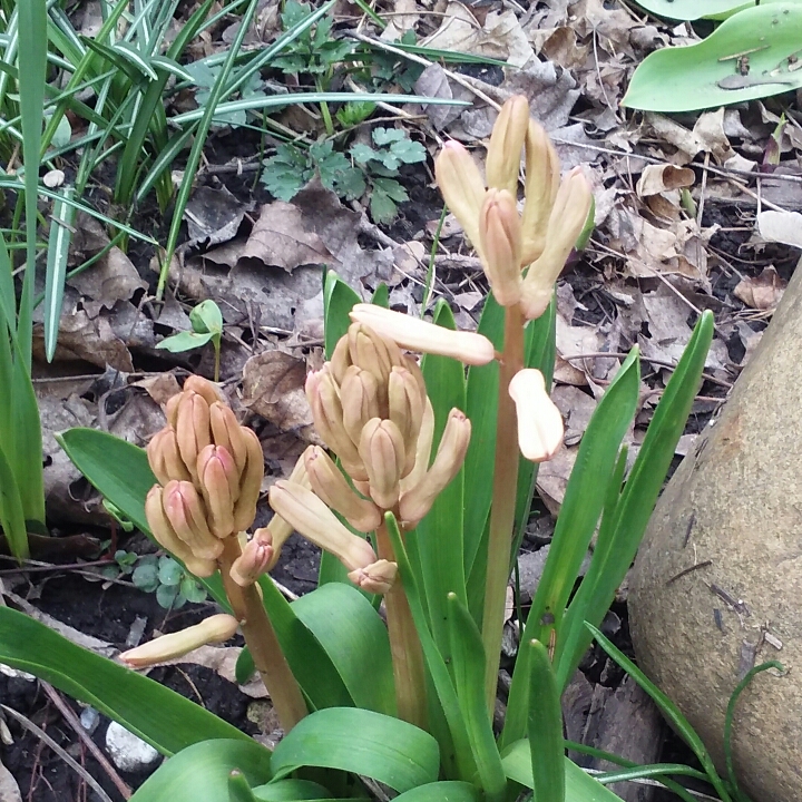 Plant image Hyacinthus orientalis 'Pink Pearl'