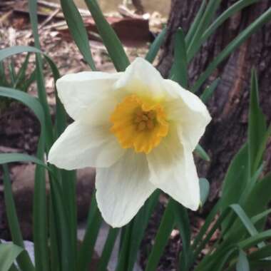 Narcissus 'Actaea'