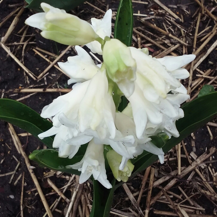 Plant image Hyacinthus orientalis 'Carnegie'