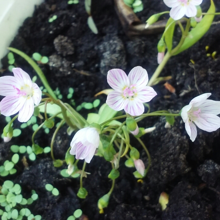 Plant image Oenothera speciosa