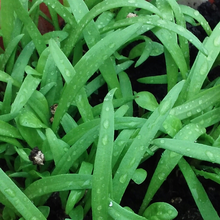 plant image 693396