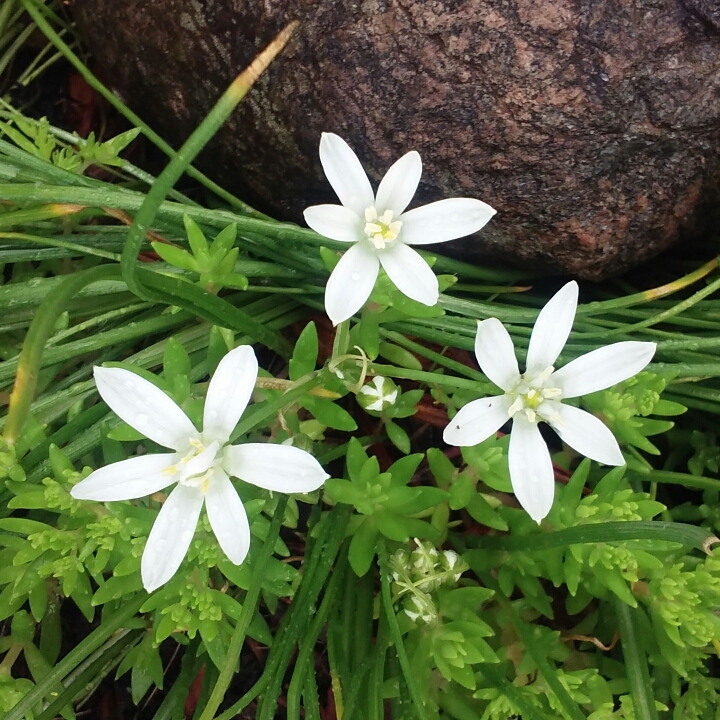 plant image 697738 plant image 697738