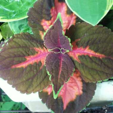 Solenostemon scutellarioides  syn. Plectranthus scutellarioides, Coleus scutellarioides, Coleus blumei