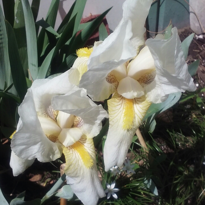 plant image 701750