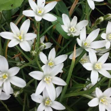 Ornithogalum umbellatum