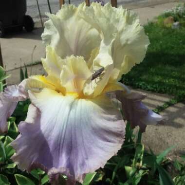 Iris x germanica