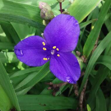 Tradescantia ohiensis