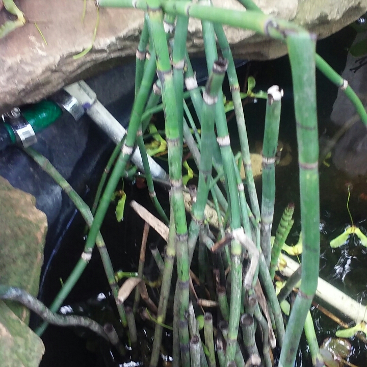 Plant image Equisetum Hyemale syn. Equisetum Japonica
