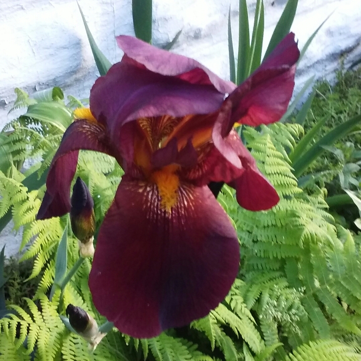 plant image 710844