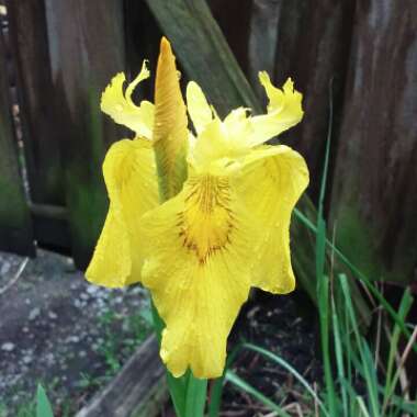 Iris x hollandica