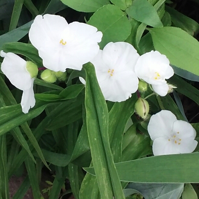 Plant image Tradescantia 'Outdoor plants'